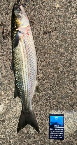ヤマメの釣果
