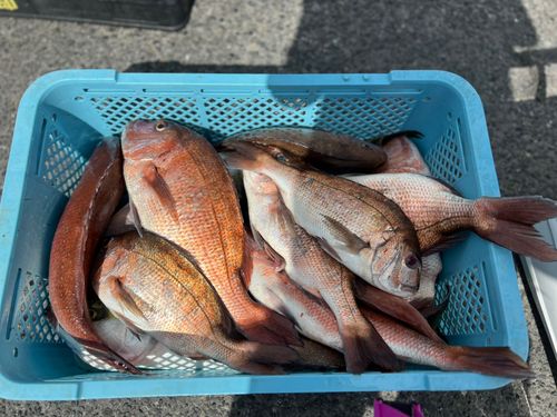 マダイの釣果
