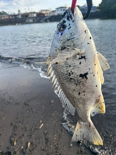 チヌの釣果