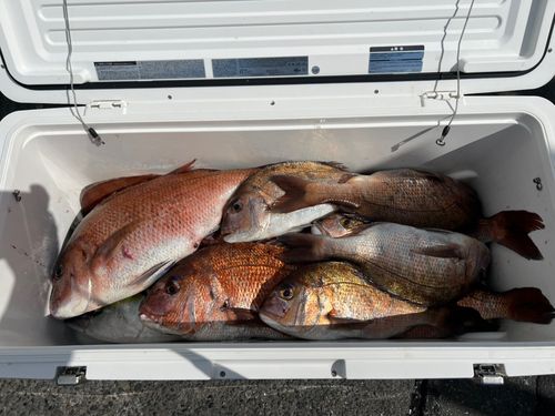 ワラサの釣果