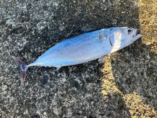 ヒラソウダの釣果
