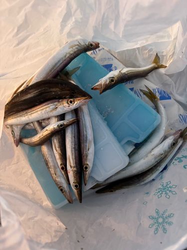 アカカマスの釣果