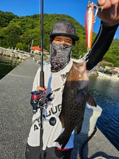 キジハタの釣果