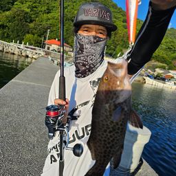 オオモンハタ