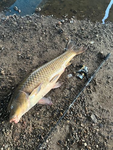 コイの釣果
