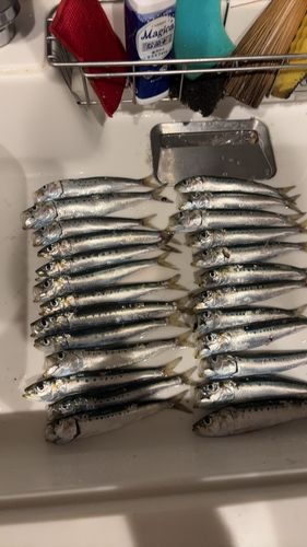 イワシの釣果