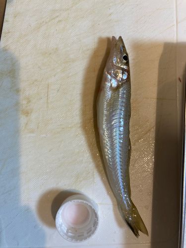 キスの釣果