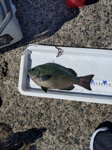 メジナの釣果