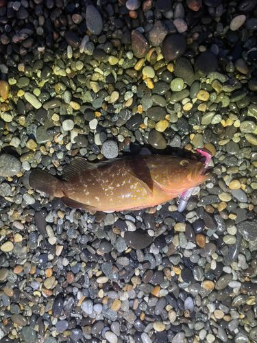 キジハタの釣果