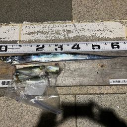 タチウオ