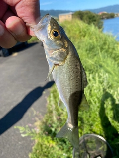 スズキの釣果