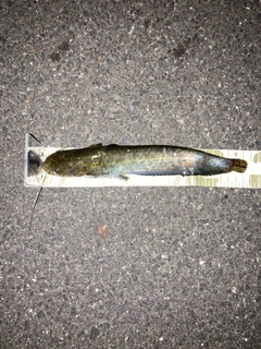 ナマズの釣果