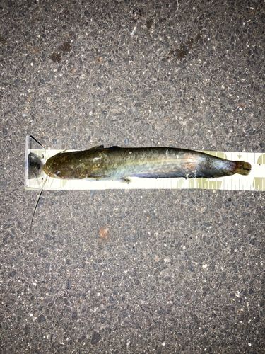 ナマズの釣果