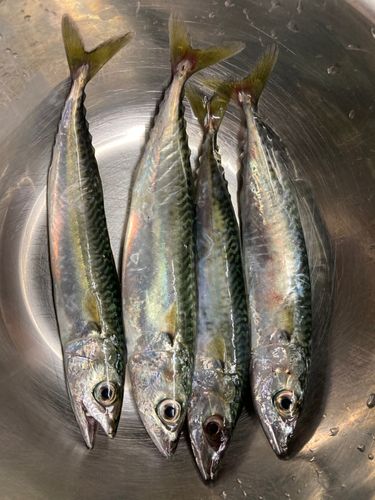 サバの釣果