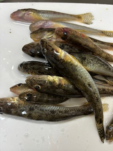 ハゼの釣果