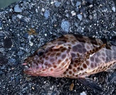 オオモンハタの釣果