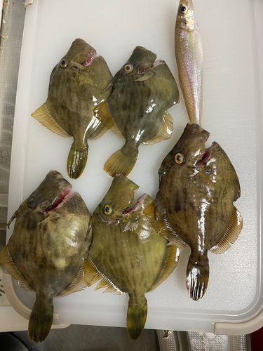 カワハギの釣果