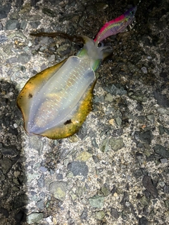 アオリイカの釣果