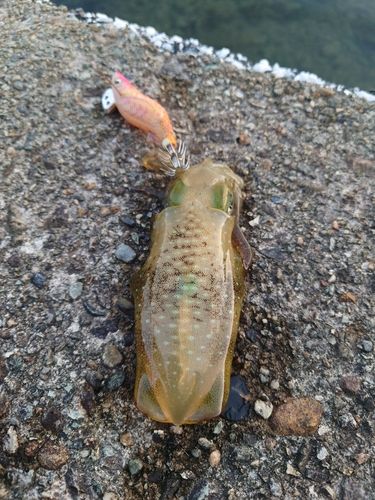 アオリイカの釣果