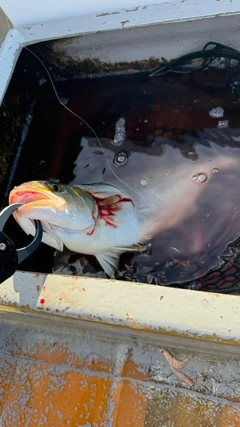ショゴの釣果