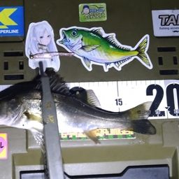 シーバス