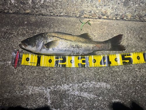 シーバスの釣果