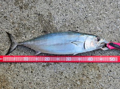 ハガツオの釣果