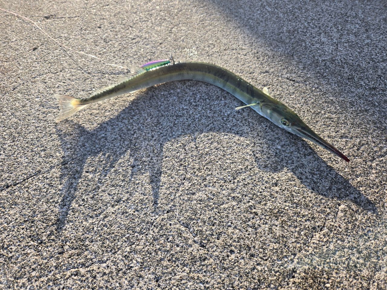 ハガツオ