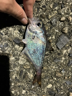 ミナミハタンポの釣果