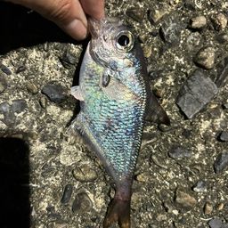 ミナミハタンポ