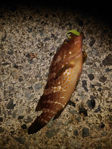キジハタの釣果