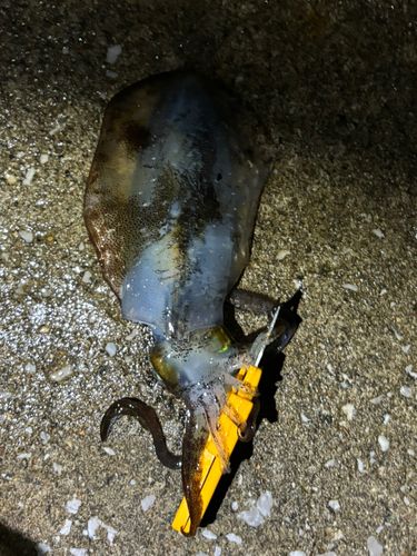 男鹿半島