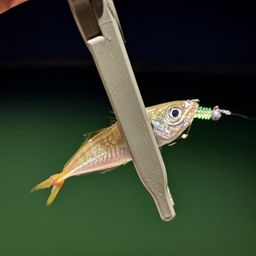 アジ