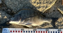 チヌの釣果