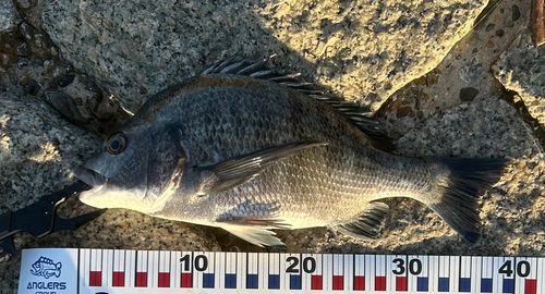 チヌの釣果