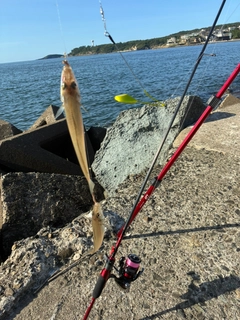 キスの釣果
