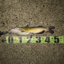 アメリカナマズ