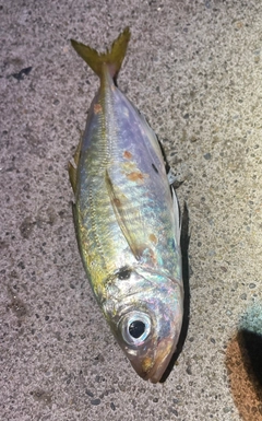 マアジの釣果