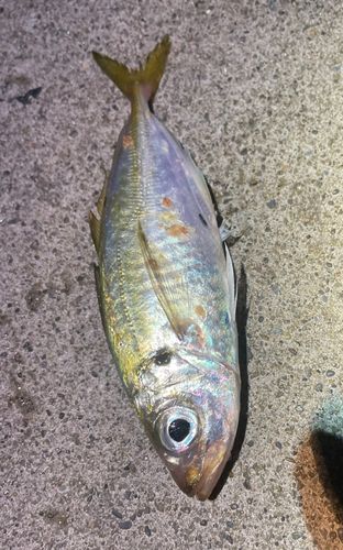 勝浦湾