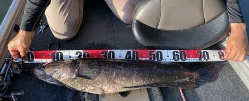 ライギョの釣果