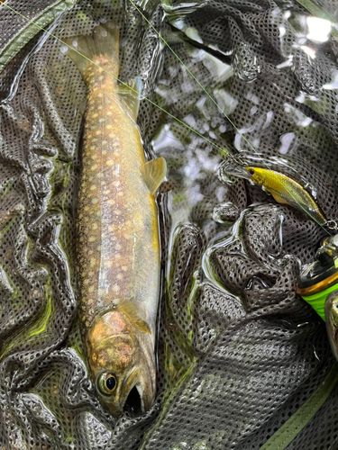 イワナの釣果