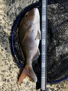 タイの釣果