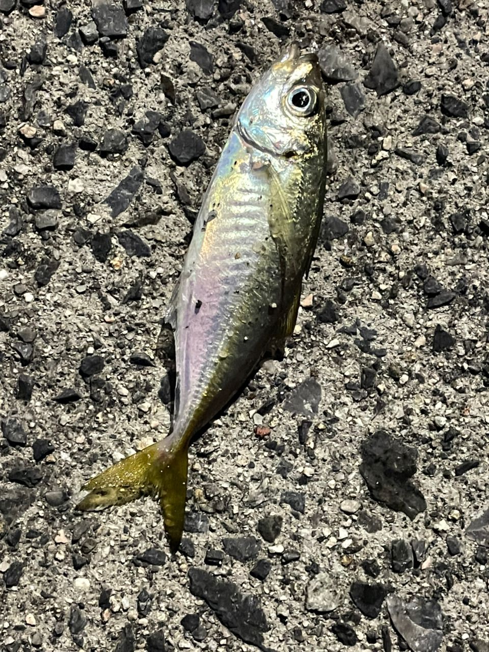 タイ