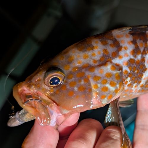 キジハタの釣果
