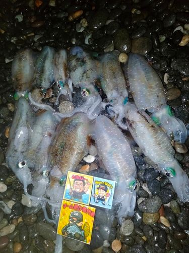 アオリイカの釣果