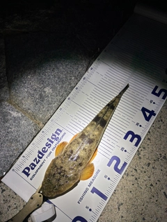 コチの釣果