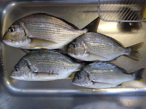 ヘダイの釣果