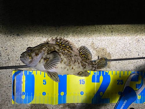 ソイの釣果