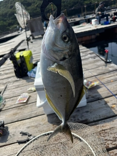 シマアジの釣果