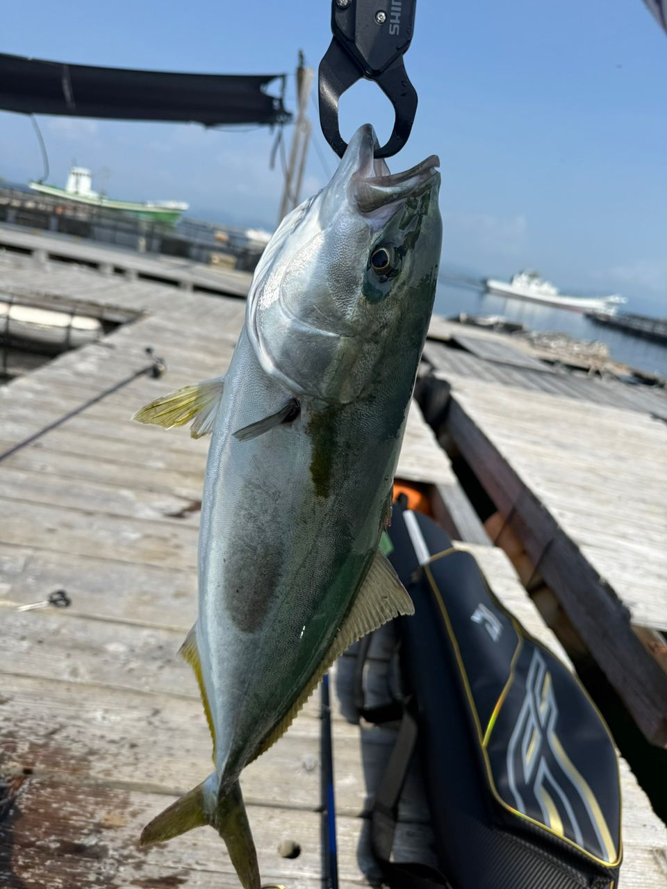 ハマチ